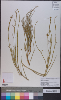 Ephedra cutleri image