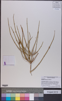 Ephedra torreyana image