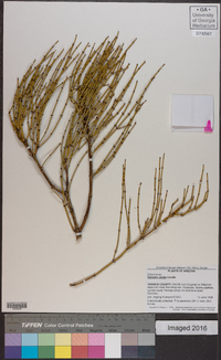 Ephedra viridis image