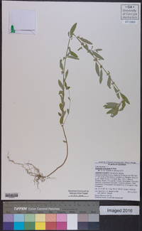 Acalypha gracilens image