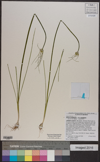 Allium canadense var. canadense image