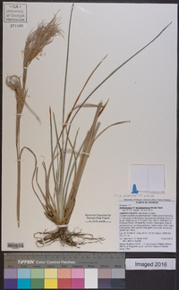 Andropogon glomeratus image