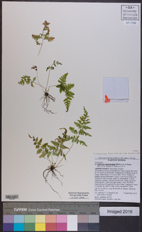 Athyrium filix-femina subsp. asplenioides image