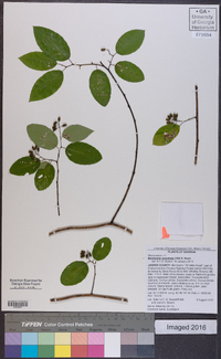 Berchemia scandens image