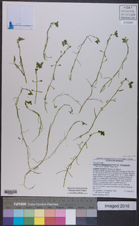 Callitriche heterophylla image