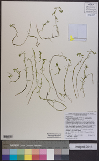 Callitriche heterophylla var. heterophylla image