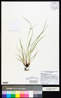 Carex complanata image