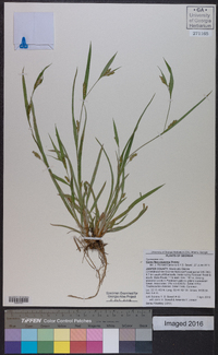 Carex flaccosperma image