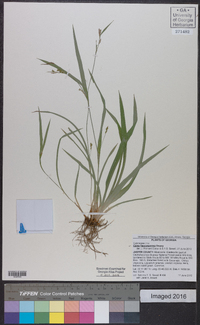 Carex flaccosperma image