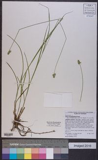 Carex leavenworthii image