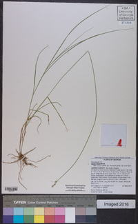 Carex longii image