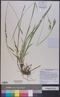 Carex oxylepis image