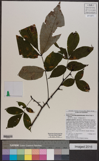 Carya carolinae-septentrionalis image