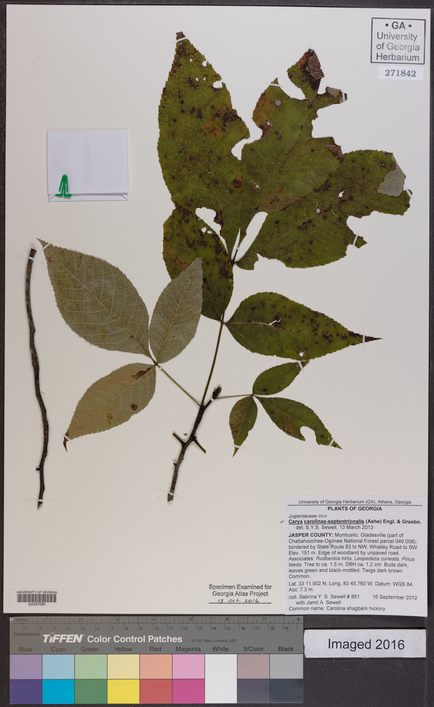 Carya carolinae-septentrionalis image
