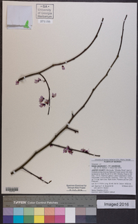 Cercis canadensis var. canadensis image