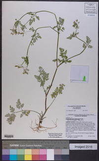 Chaerophyllum tainturieri var. tainturieri image