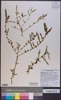 Chamaecrista nictitans var. nictitans image