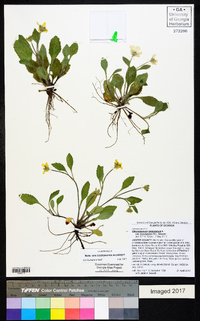 Chrysogonum virginianum image