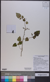 Crataegus iracunda image