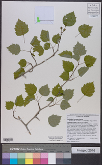 Crataegus iracunda image