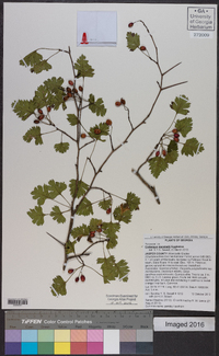 Crataegus marshallii image