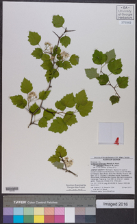 Crataegus pruinosa image