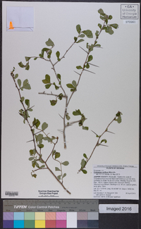 Crataegus uniflora image