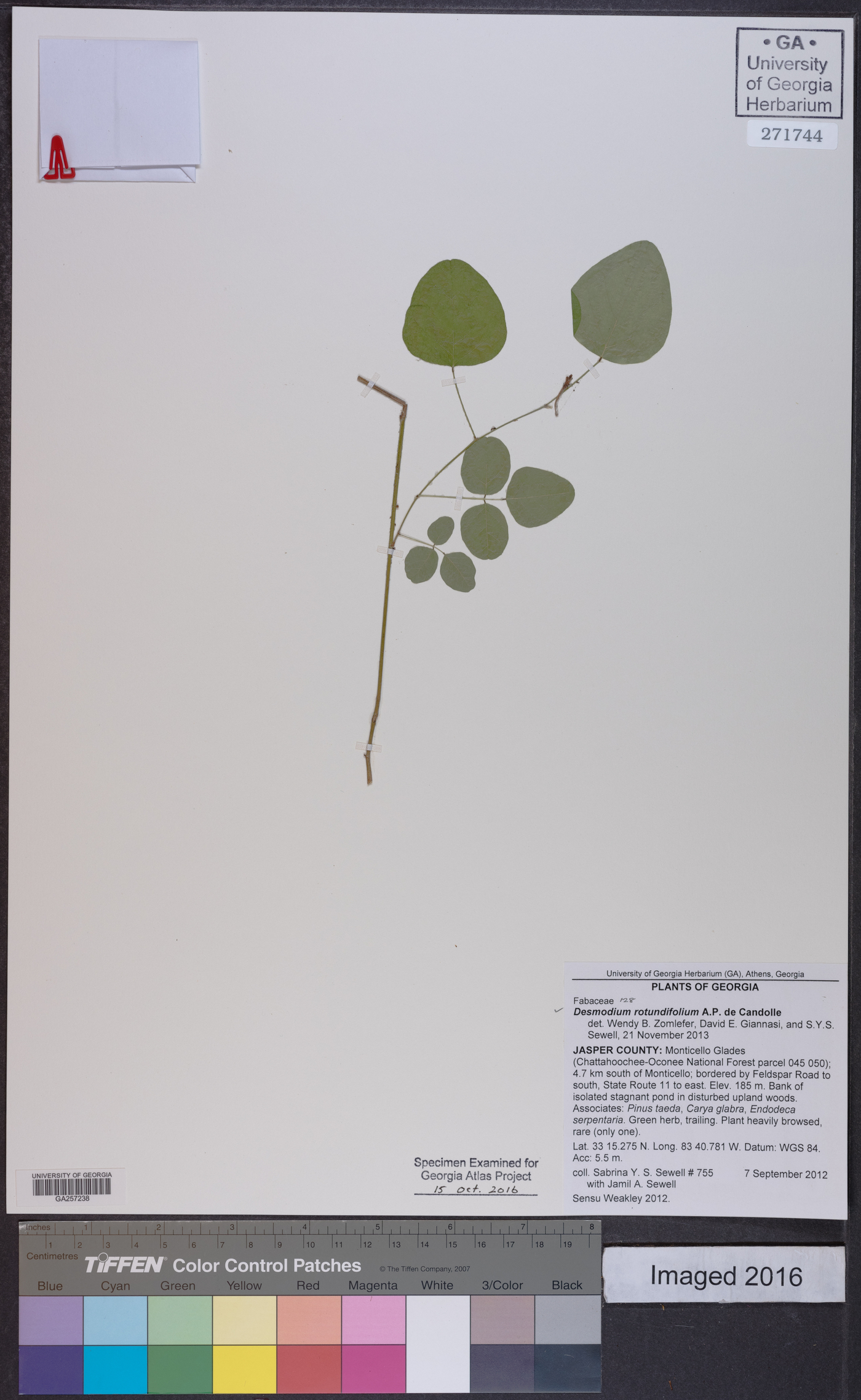 Desmodium ochroleucum image