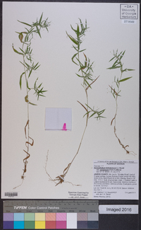 Dichanthelium dichotomum var. ramulosum image