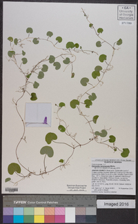 Dichondra carolinensis image