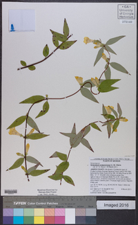 Gelsemium sempervirens image