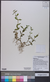 Gratiola virginiana image