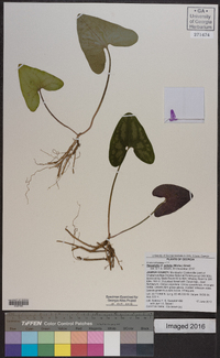 Hexastylis arifolia image