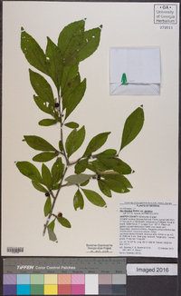 Ilex decidua var. decidua image