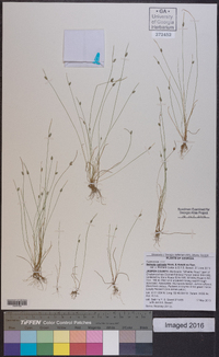 Isolepis carinata image