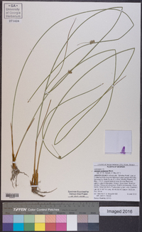 Juncus coriaceus image