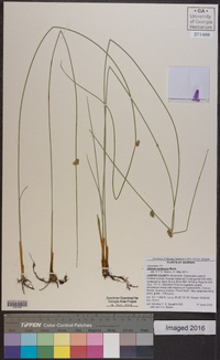 Juncus coriaceus image