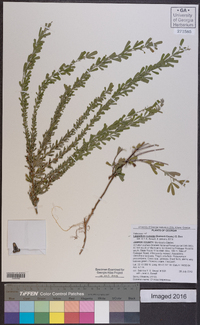 Lespedeza cuneata image