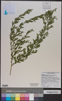 Lespedeza cuneata image