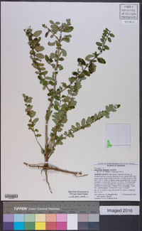 Ligustrum sinense image