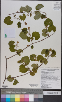 Muscadinia rotundifolia image