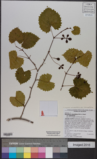 Muscadinia rotundifolia image