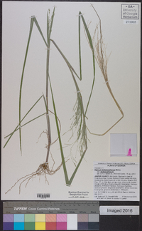 Panicum dichotomiflorum var. dichotomiflorum image