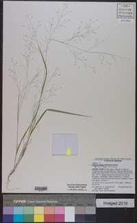 Panicum flexile image