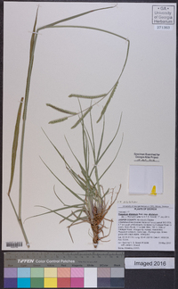 Paspalum dilatatum image