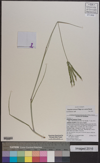 Paspalum notatum var. saurae image