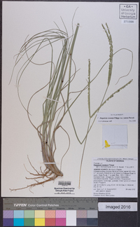 Paspalum notatum var. saurae image