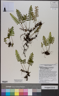 Pleopeltis polypodioides subsp. michauxiana image