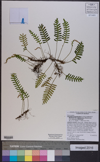 Pleopeltis polypodioides subsp. michauxiana image