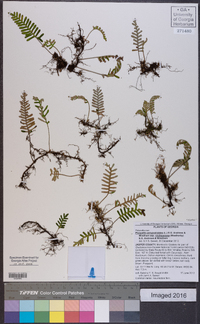 Pleopeltis polypodioides subsp. michauxiana image